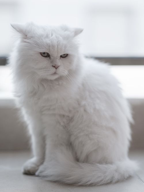 Free A beautiful white Persian cat sitting on a window ledge indoors, exuding elegance and grace. Stock Photo