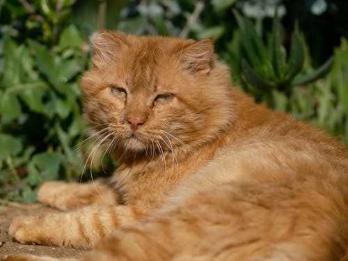 Close-up of an Orange Cat Lying Outside in Sunlight 