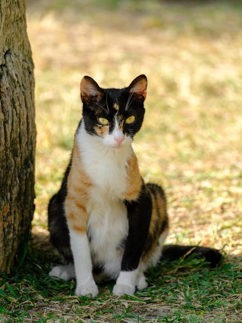 Základová fotografie zdarma na téma calico cat, domestikovaný, fotografování zvířat