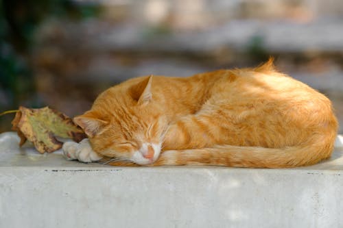 Gratis Fotos de stock gratuitas de animal, de cerca, dormido Foto de stock