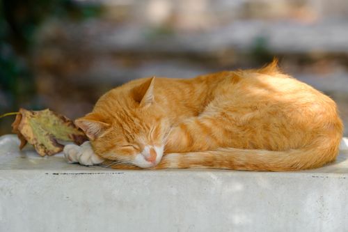 Free A serene ginger tabby cat sleeping soundly on a sunny fall day. Stock Photo