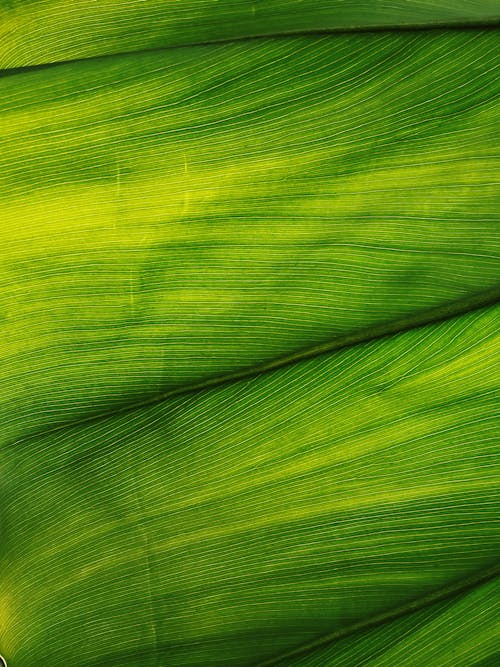Close-up of a Fresh Green Leaf Structure 