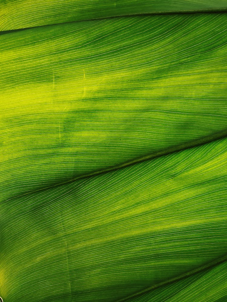 Close-up Of A Fresh Green Leaf Structure 