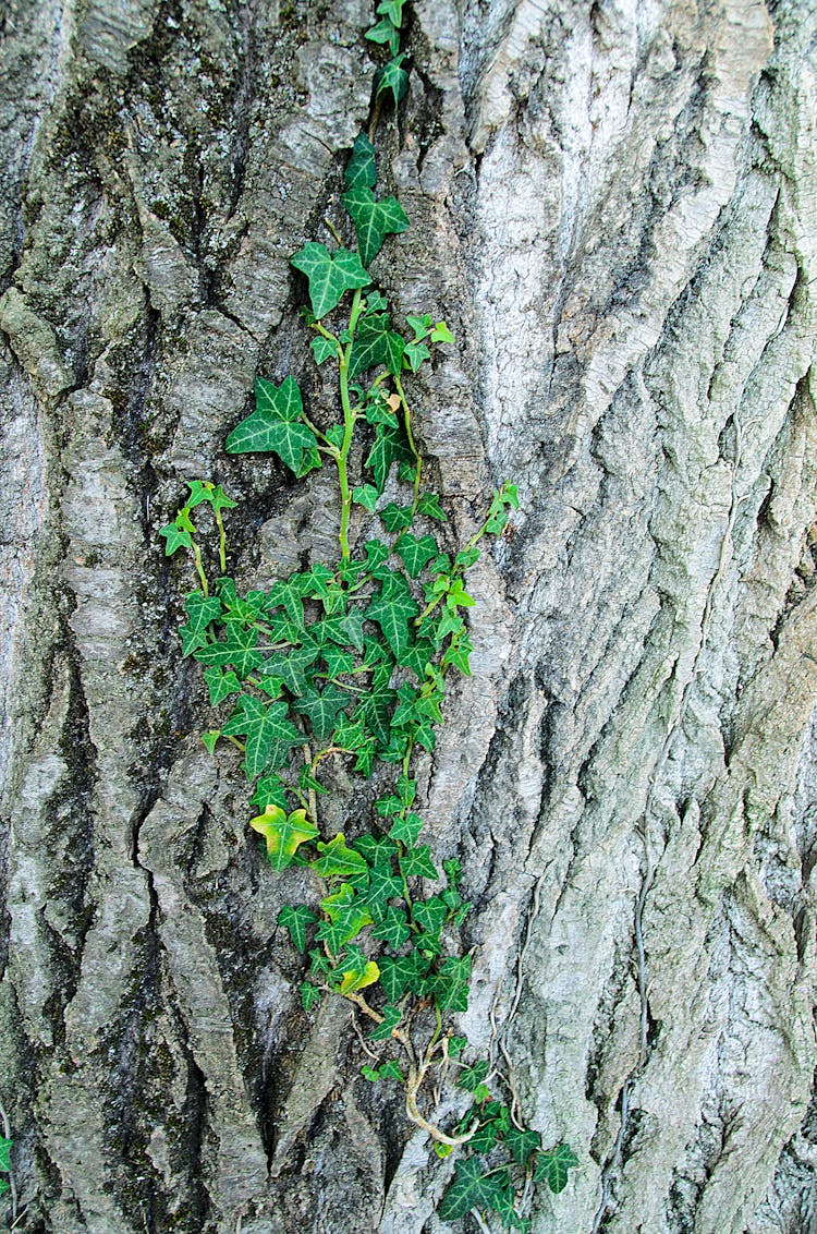 Ivy On Oak