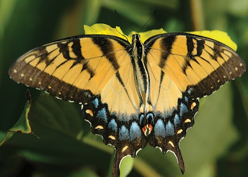 Eastern Tiger Swallowtail Butterfly Perched on a Yellow Flower