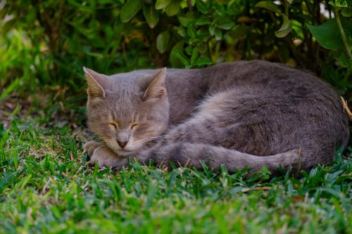 Free A peaceful gray cat sleeping on green grass surrounded by foliage. Perfect for pet and nature themes. Stock Photo
