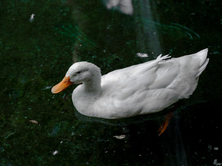 A Duck Floating On The Water