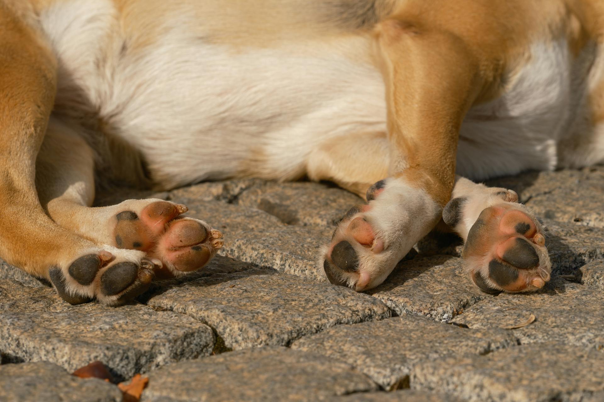 A Close-Up Shot of the Paws of a Sleeping Dog