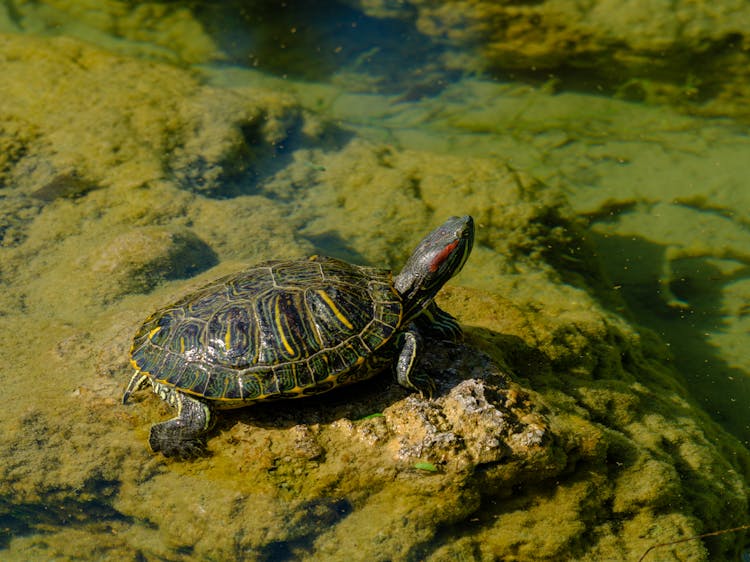 Red-Eared Slider Turtle In The Pond