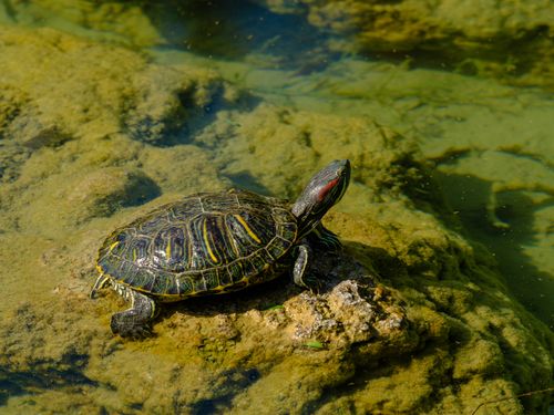 Free A red-eared slider turtle basking on a rock in a pond, highlighting its vibrant shell and distinctive red markings. Stock Photo
