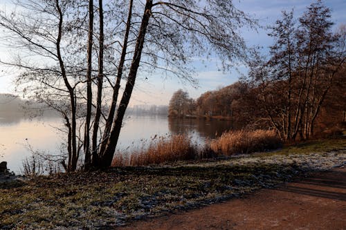 Road in Autumn Forest near Lake at Dawn