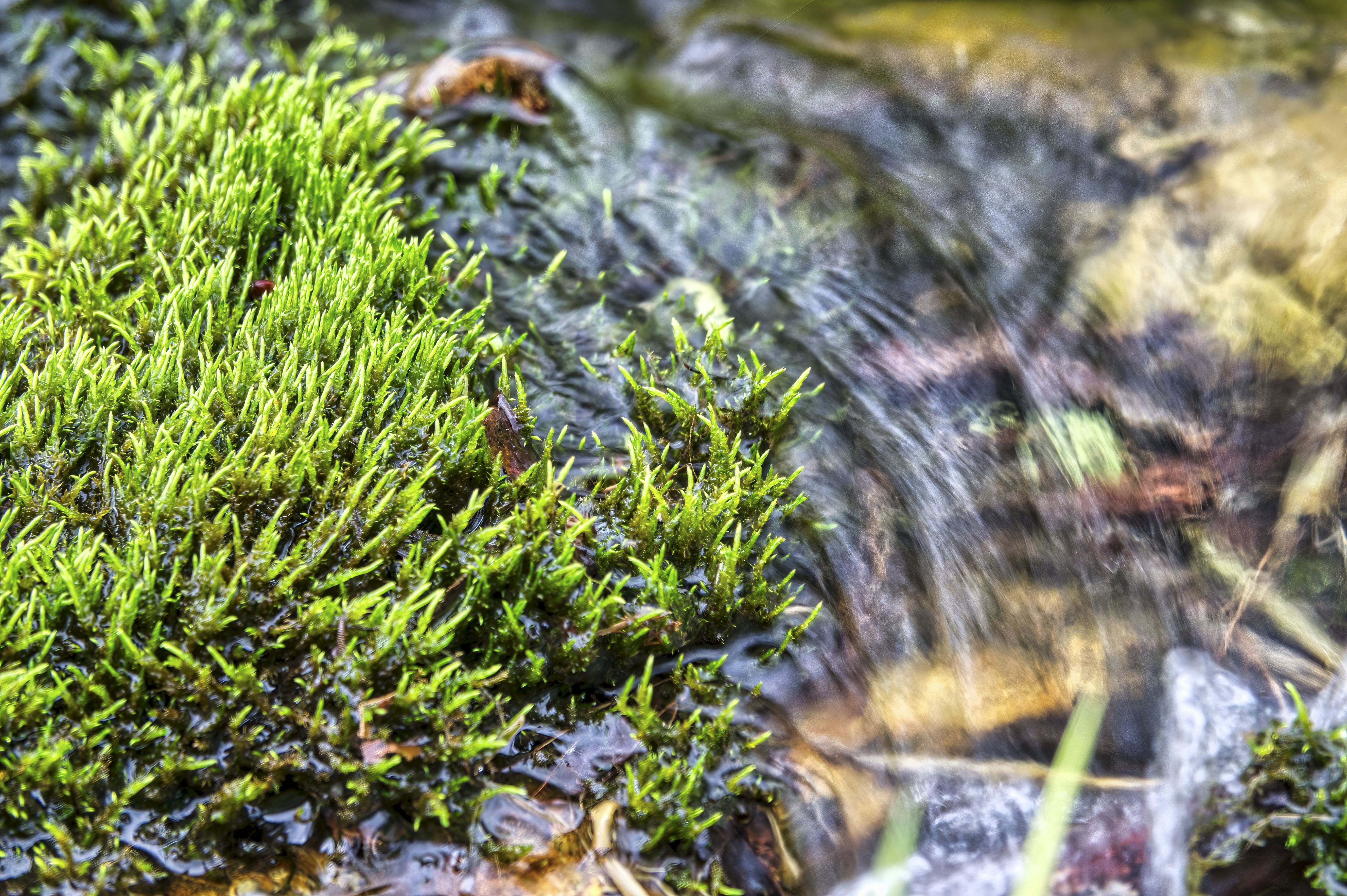 Vibrant green moss growing beside a clear, flowing stream in Beaver, MN, showcasing natural beauty.