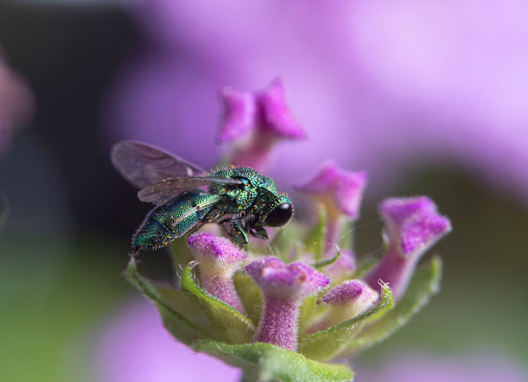 Insect on a Flower · Free Stock Photo