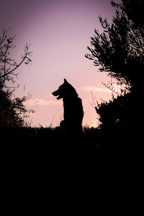 A silhouette of a dog in the sunset