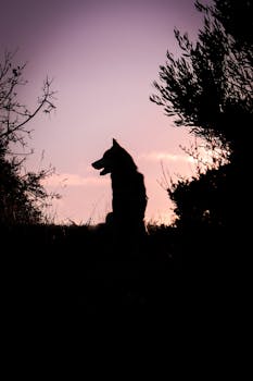 Silhouette of a dog at sunset with a vibrant sky in Greece.