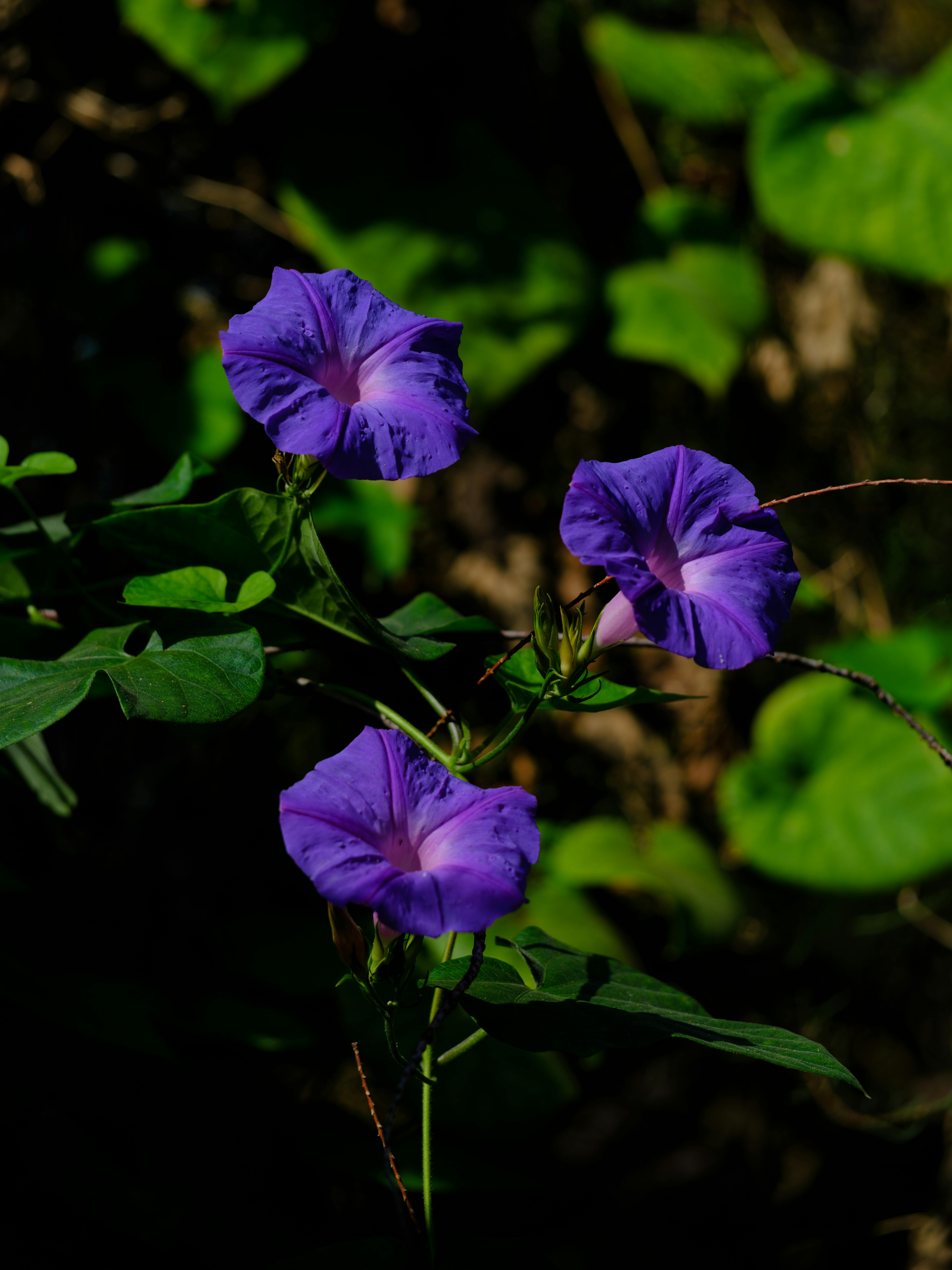 Close-up of purple morning glory flowers with lush green leaves in a sunlit outdoor setting.