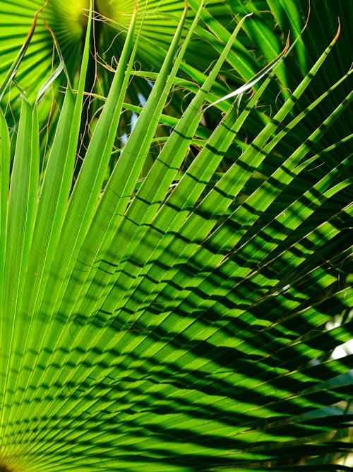 Immagine gratuita di flora, foglie, foglie di palma