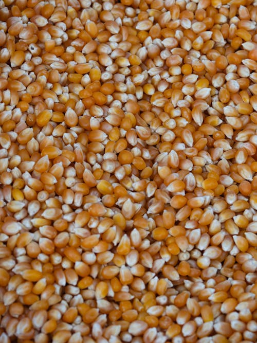 Stack of Corn Seeds 