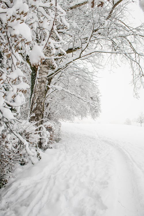 Foto profissional grátis de ambiente, branca de neve, campo