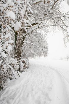 A tranquil snow-covered path in a rural forest under bare winter trees.
