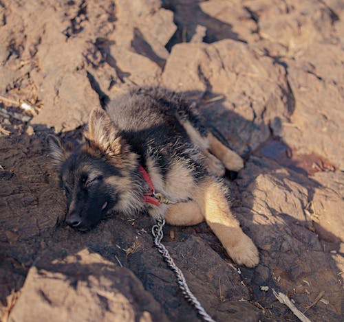 A Sleeping German Shepherd Puppy Lying on the Ground in Sunlight 