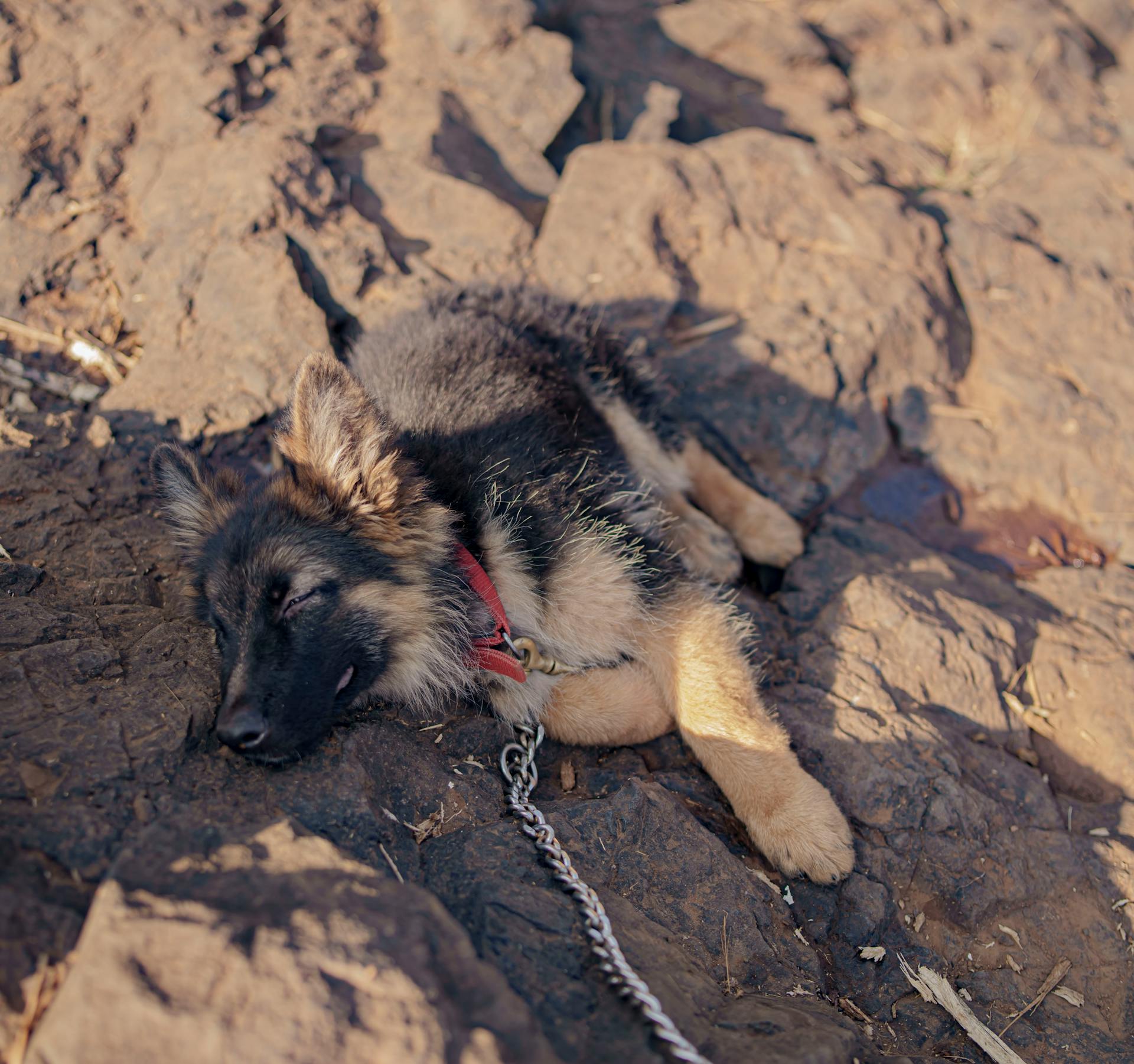 A Sleeping German Shepherd Puppy Lying on the Ground in Sunlight