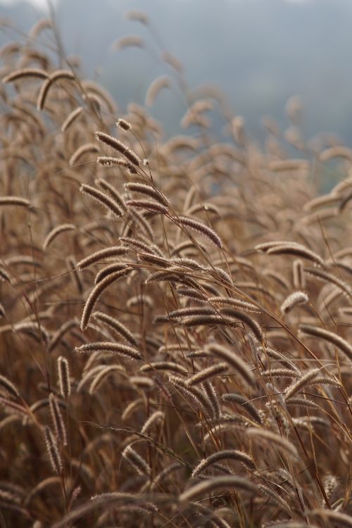 Free Close-up of a sunlit field with golden brown dry grasses swaying in the outdoors, creating a serene landscape. Stock Photo