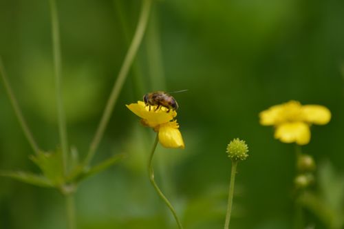 Free A detailed macro shot of a bee pollinating a vibrant yellow buttercup flower outdoors. Stock Photo