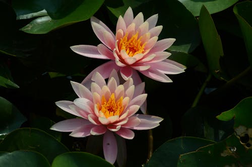 Close-Up Shot of Water Lilies