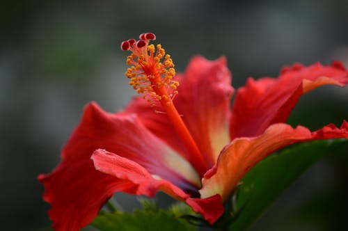 Close-Up of a Blooming Flower 