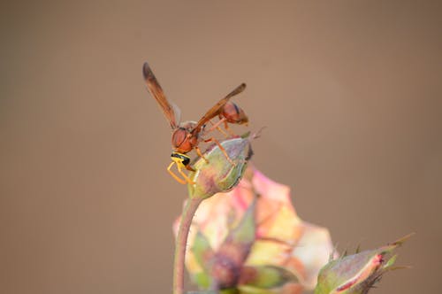 An Insect on a Flower 