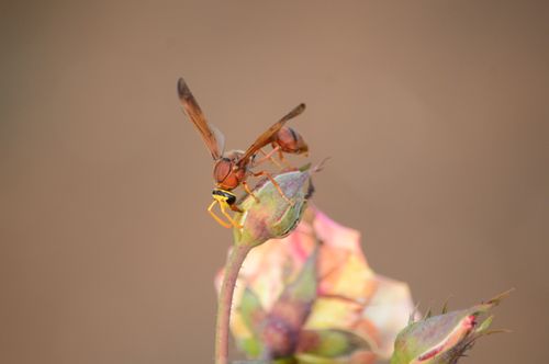 Free A detailed image of a wasp perched on a flower bud in natural surroundings, showcasing intricate details and texture. Stock Photo