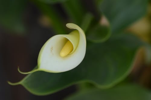 Základová fotografie zdarma na téma arum lily, calla lily, detail