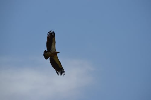 Low Angle View of a Flying Bird 