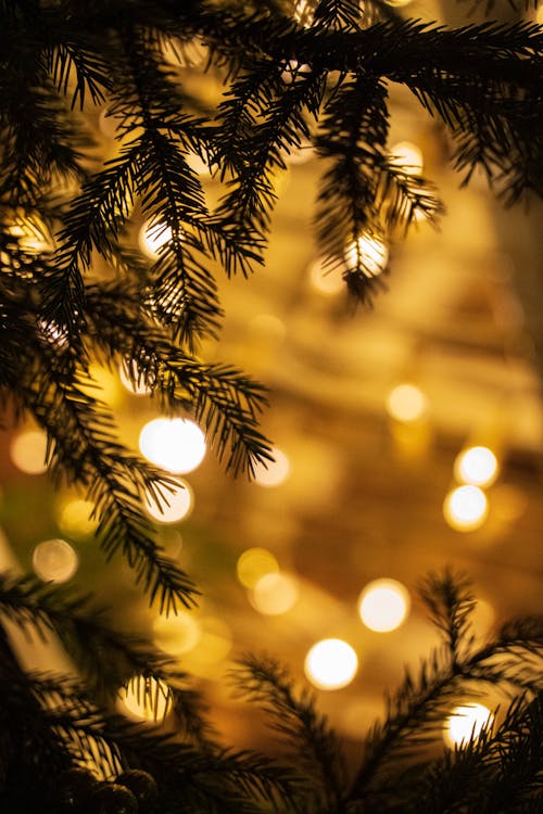 Close Up of Branches and Lights on Christmas Tree