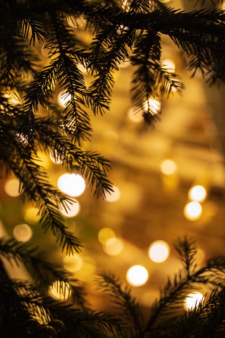 Close Up Of Branches And Lights On Christmas Tree