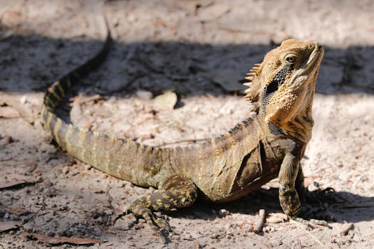 Close-up of an Australian water dragon basking in the sunlight on a forest floor.