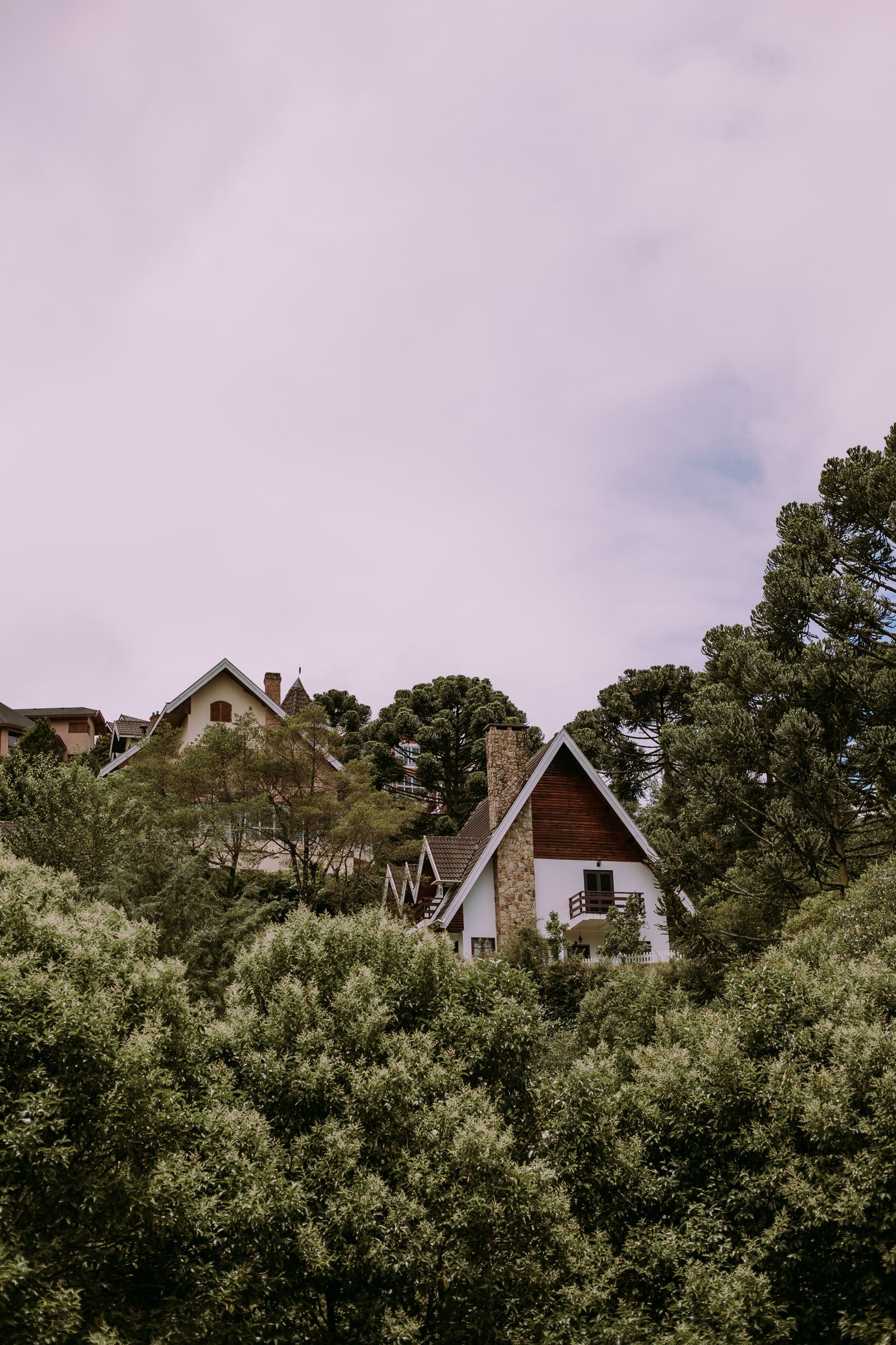 Houses tucked in among tall mature trees