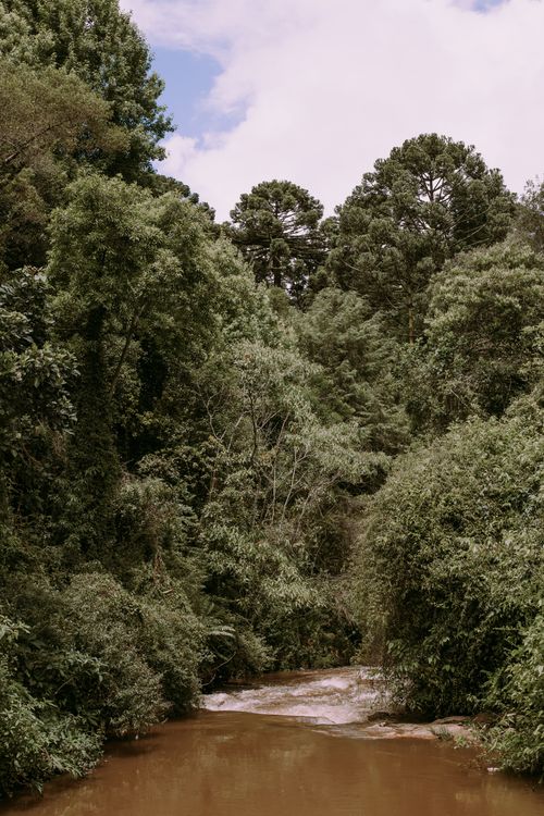 Free Serene river view amidst lush forest trees, showcasing natural beauty. Stock Photo