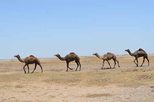 免費 一群動物, 動物攝影, 單峰駱駝 的 免費圖庫相片 圖庫相片