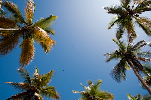 Základová fotografie zdarma na téma kokosové palmy, modrá obloha, stromy