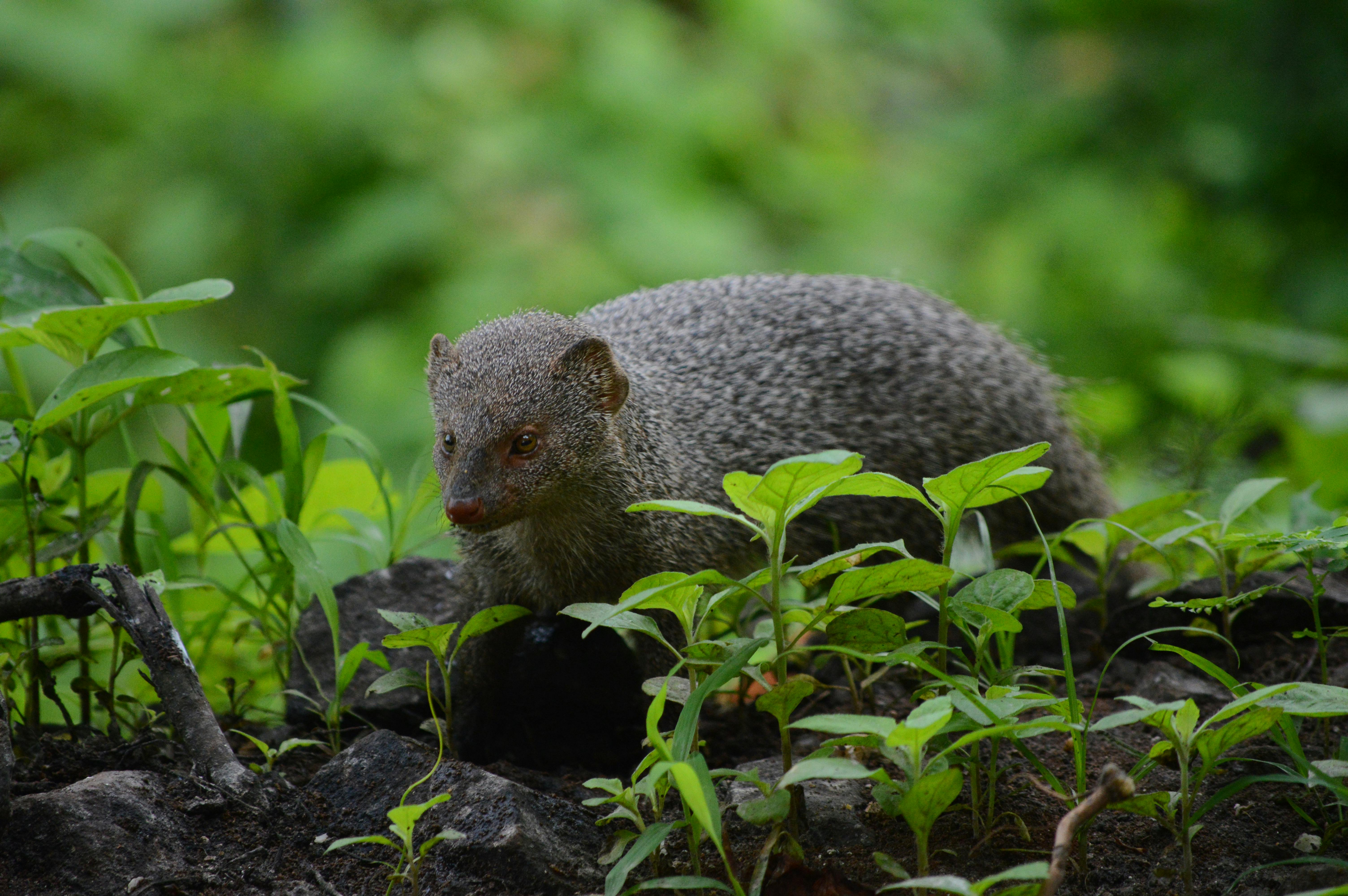 Rodent on Ground · Free Stock Photo