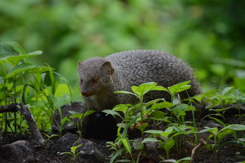 Free A mongoose forages amidst greenery in its natural habitat, showcasing alertness and curiosity. Stock Photo