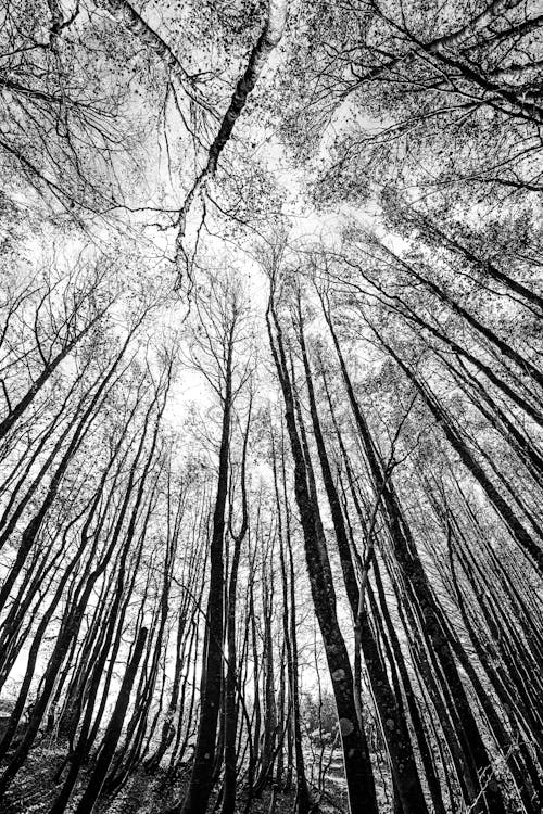 Photos gratuites de arbres, contre-plongée, échelle des gris