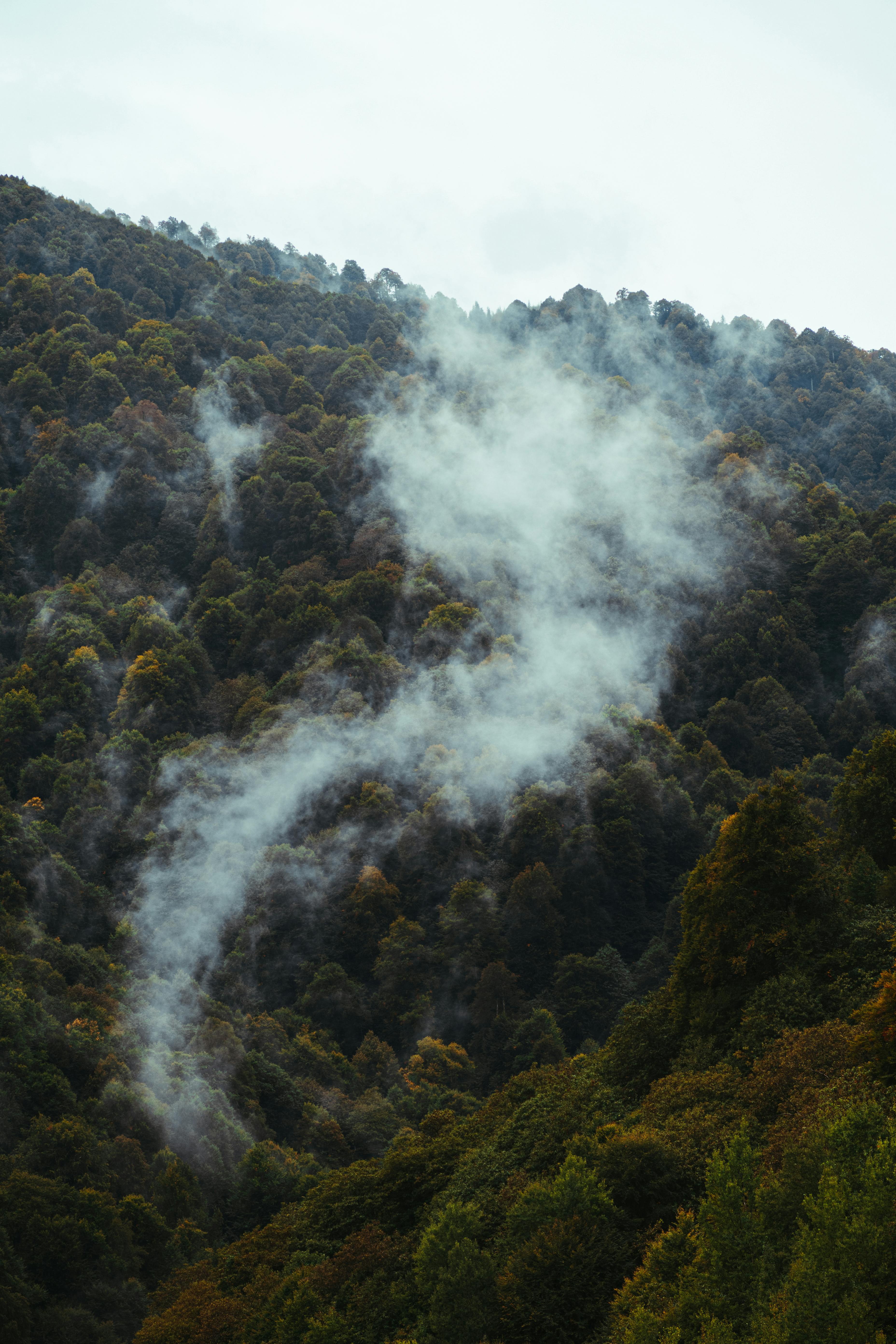 Breathtaking view of mist rising through a dense forest in autumn, creating a serene landscape.