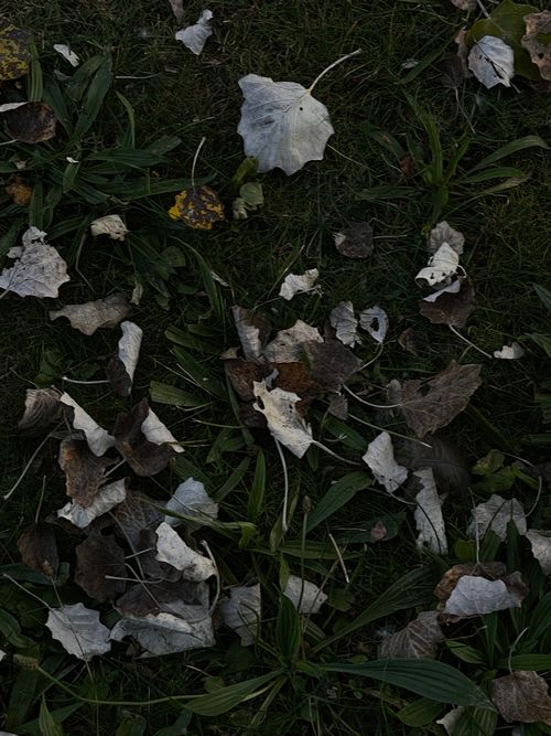 Free A detailed top view of dry, fallen leaves scattered on green grass, symbolizing autumn change. Stock Photo