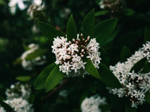 Free Detailed close-up of white flowers and green leaves, exemplifying natural beauty. Stock Photo