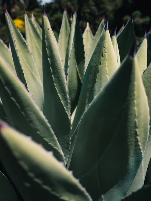 Close-Up Photo of Succulent Plants