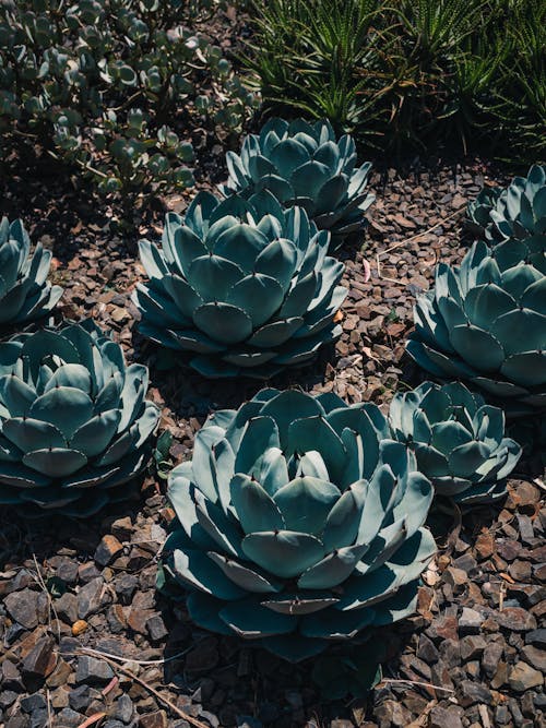 Photo of Succulent Plants on the Ground