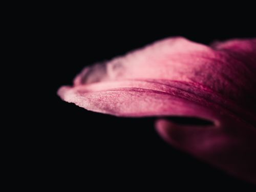 Free Elegant macro photo capturing the detail of a pink flower petal against a dark backdrop. Stock Photo